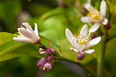 lemon blossoms.jpg